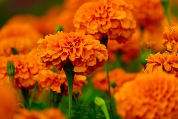 marigold flowers