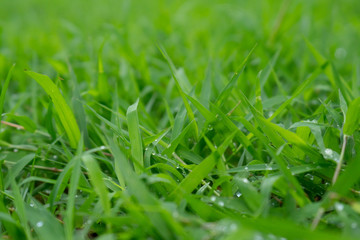 green grass with water drops