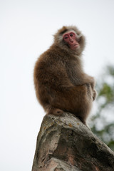 Naklejka premium ニホンザル