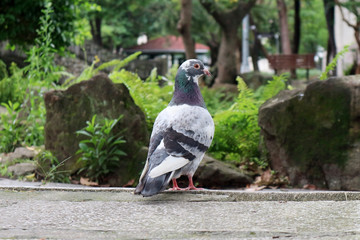 Beautiful Pigeon Standing on the Ground