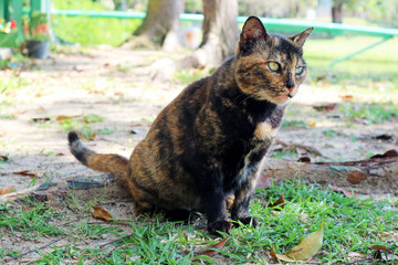 Lovely Brown and Black Cat Sitting on the Ground