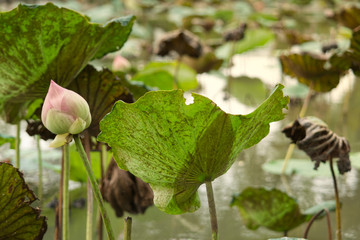 Pink lotus and lily pads above water