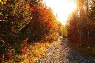 Fototapeta premium autumn in the forest
