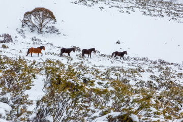 Brumbies in the snow