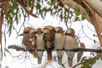 5 kookaburras