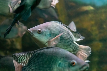 Aquarium fish on the background of artificial rocks and vegetation.