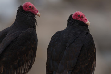 Aves Comunes de Chile, Chimango, Gaviota, Jotes