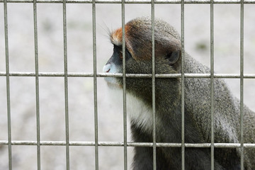 ブラッザグエノン（ブラッザモンキー）