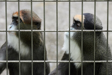 ブラッザグエノン（ブラッザモンキー）