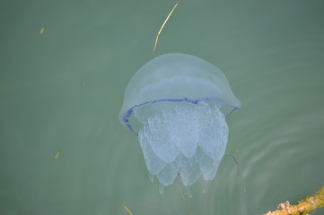 Jellyfish Floating close to surface