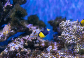 Fototapeta na wymiar Aquarium fish on the background of artificial rocks and vegetation.