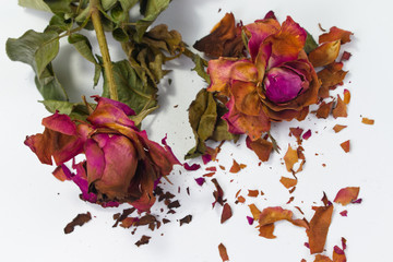 Dried red roses on white background