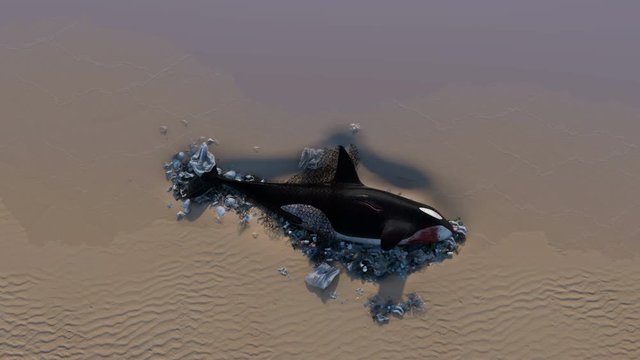 Killer Whale Dead by Ocean Pollution