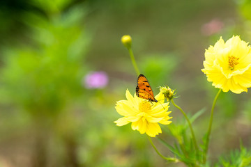 butterfly on a flower