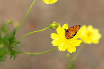 butterfly on a flower