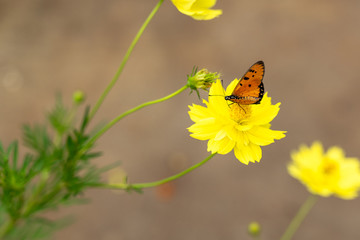 butterfly on flower