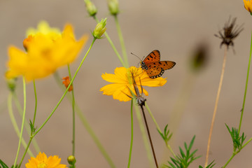 butterfly on a flower