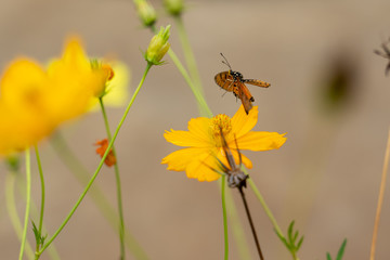 butterfly on yellow flower