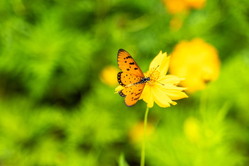 butterfly on a flower