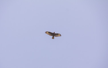 Hawk flying in a clear Blue Sky.  Hawk bird predator. A brown hawk. Down view.