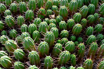 サボテン(Cactus,Euphorbia ferox)