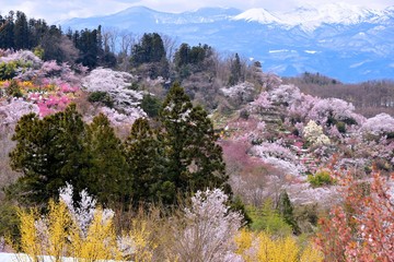 花見山