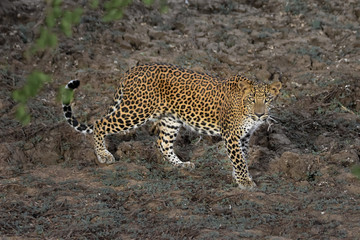 Sri Lankan leopard