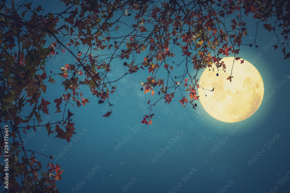 Poster beautiful autumn fantasy - maple tree in fall season and full moon with star. retro style with vinta