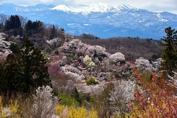 花見山