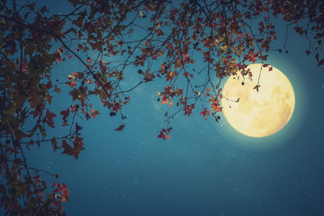 Beautiful autumn fantasy - maple tree in fall season and full moon with star. Retro style with vintage color tone. Halloween and Thanksgiving in night skies background concept.