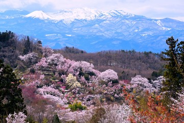 花見山