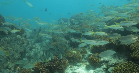 Coral reef scenics from the sea of cortez, Mexico.