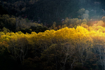 Sunlight Autumn Forest Japan