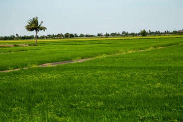 Rice field green grass blue sky cloud cloudy landscape background