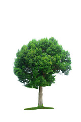 the brown  tree with branch and green leaves on white background isolated