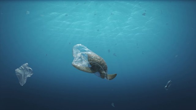 Dead Turtle on plastic bag