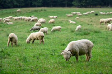 Obraz na płótnie Canvas A large flock of sheep grazes in an alpine meadow.