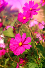 cosmea im garten