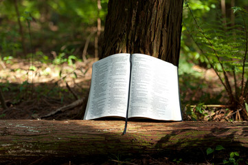 Holy Bible (Word of GOD) opened in Psalm 119 outdoors on tree trunk with sunlight. Horizontal shot.