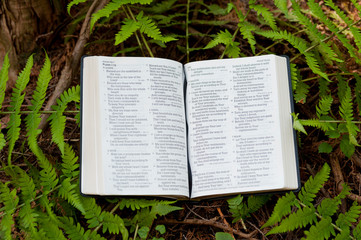 Holy Bible (Word of GOD) opened in Psalm 119 outdoors in green foliage. Horizontal shot.