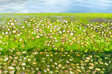 Seaside green moss algae background material