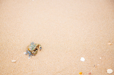 A crab that walks on the beach, the seafront, the morning  