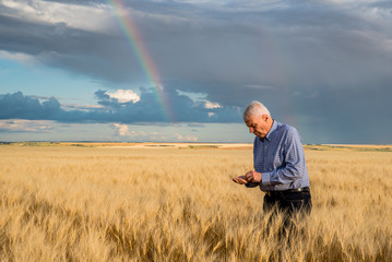 Older male farmer standing in a wheat field examining the seed under a rainbow
