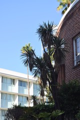 palm trees against red brick building