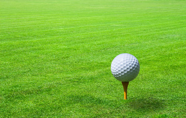 The grass of the stadium