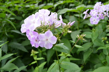 Summer in Massachusetts: Purple Phlox Flowers in Bloom