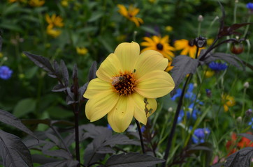 Summer in Massachusetts: Bee Pollinating Single-flowering Yellow Dahlia 