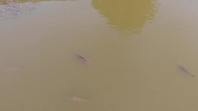 Drone Footage, Lake with Water reflection, Germany