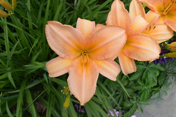 Summer in Massachusetts: Apricot-colored Daylily Flowers