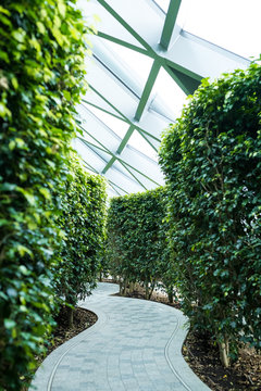 Jewel Changi airport Hedge Maze